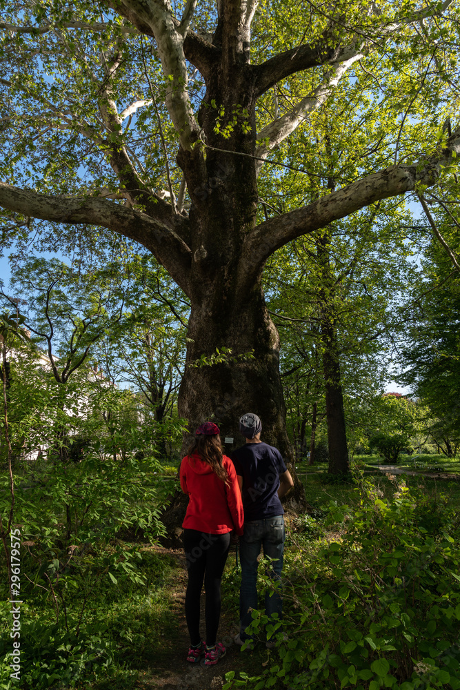 ein wanderndes Paar, Frau mit leuchtend roter Jacke, vor einer mächtigen Platane ein wanderndes Paar, Frau mit leuchtend roter Jacke, vor einer mächtigen Platane