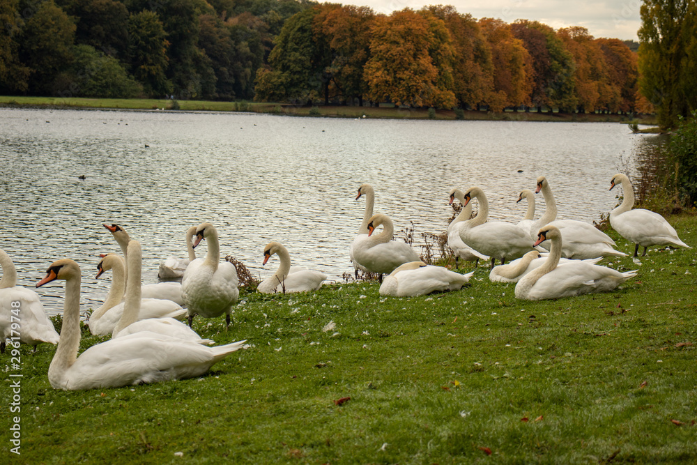 Fototapeta premium Gruppe weiße Schwäne, die am Ufer eines Sees ruhen