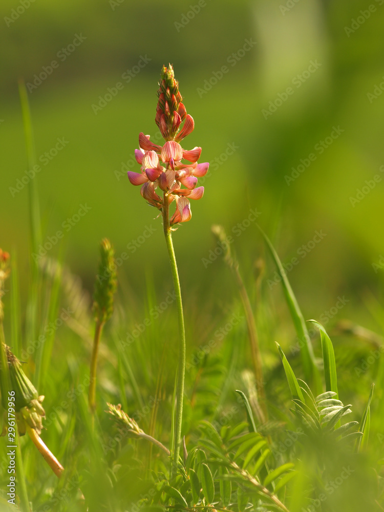 Pink flower Ononis arvensis herbaceous perennial of medical plant in grass on meadow near forest with green leaves and stem at sunset. Blooming spring flower Field Restharrow on garden Pink flower Ononis arvensis herbaceous perennial of medical plant in grass on meadow near forest with green leaves and stem at sunset. Blooming spring flower Field Restharrow on garden