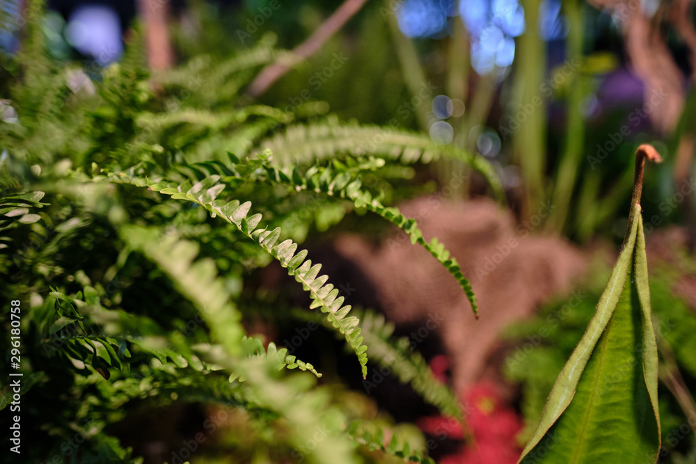 tropical forest background with daylight tropical forest background with daylight