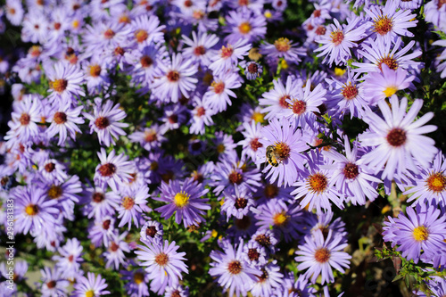 Aster shrub, a lot of small purple autumn flowers, bee collects nectar from the Bush
