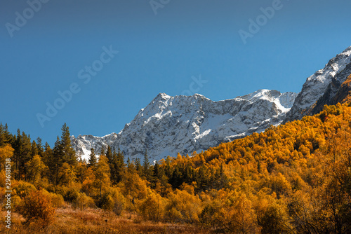 Autumn landscape, mountains in the snow with blue sky surrounded by green bushes and yellowing trees. Muruju River Gorge