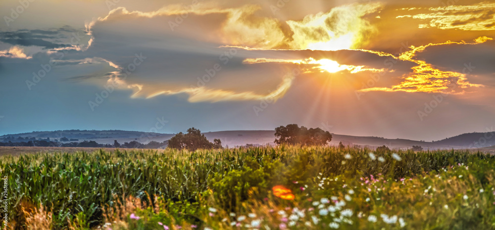 Fototapeta premium Sunset landscape Johannesburg