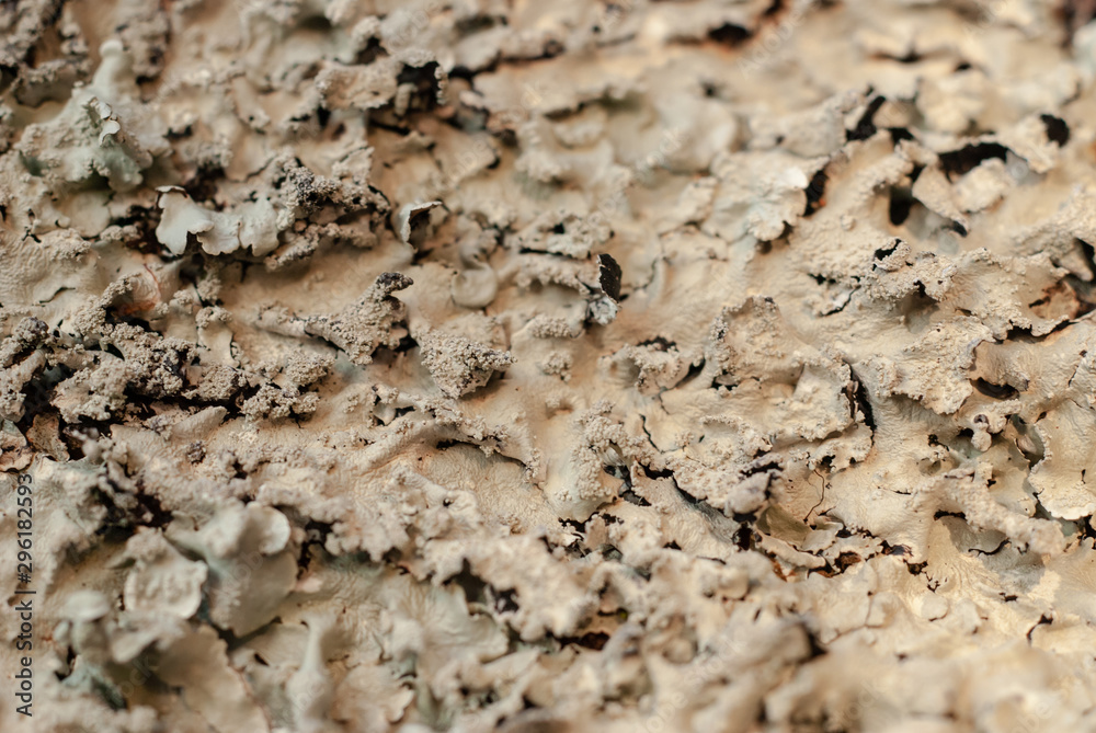 Beige Lichen Beige Lichen