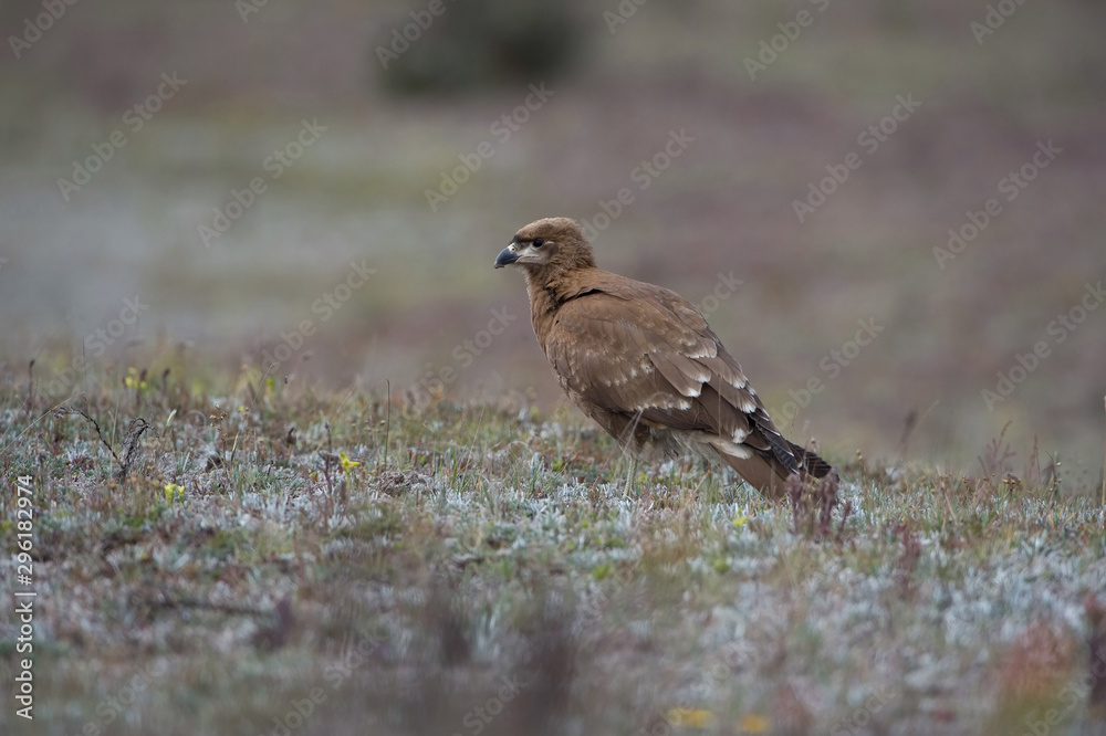 The carunculated caracara Phalcoboenus carunculatus is sitting in the grass near the volcano Cotopaxi in Ecuador.. The carunculated caracara Phalcoboenus carunculatus is sitting in the grass near the volcano Cotopaxi in Ecuador..