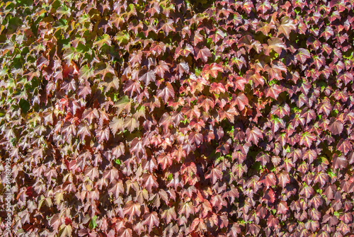 Red Autumn Ivy