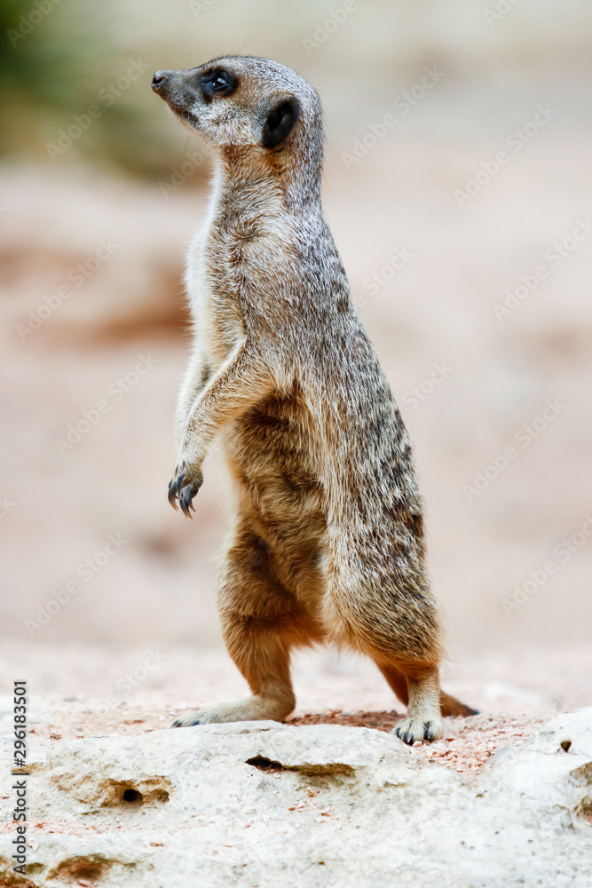 Fototapeta premium Suricate, sentinelle du désert mangouste