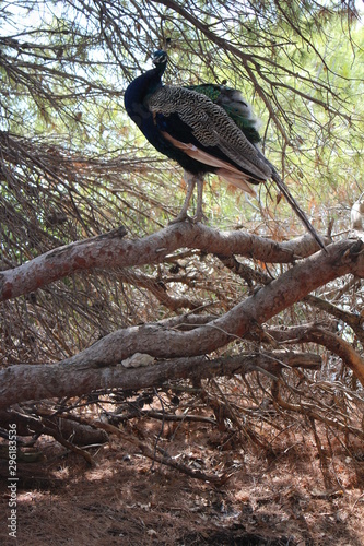peacock in a tree