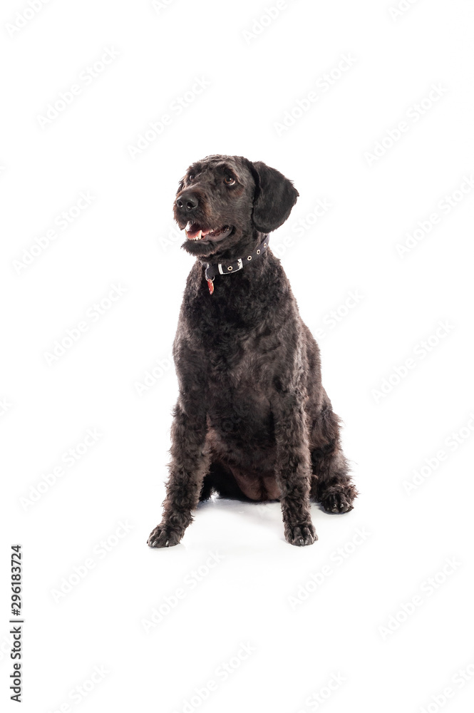 Labradoodle sitting isolated on a white studio background and looking up