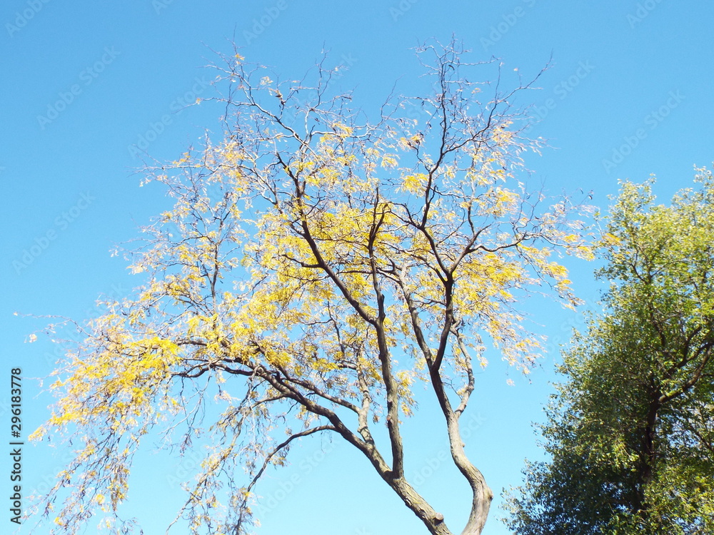 Fototapeta premium fall trees & leaves