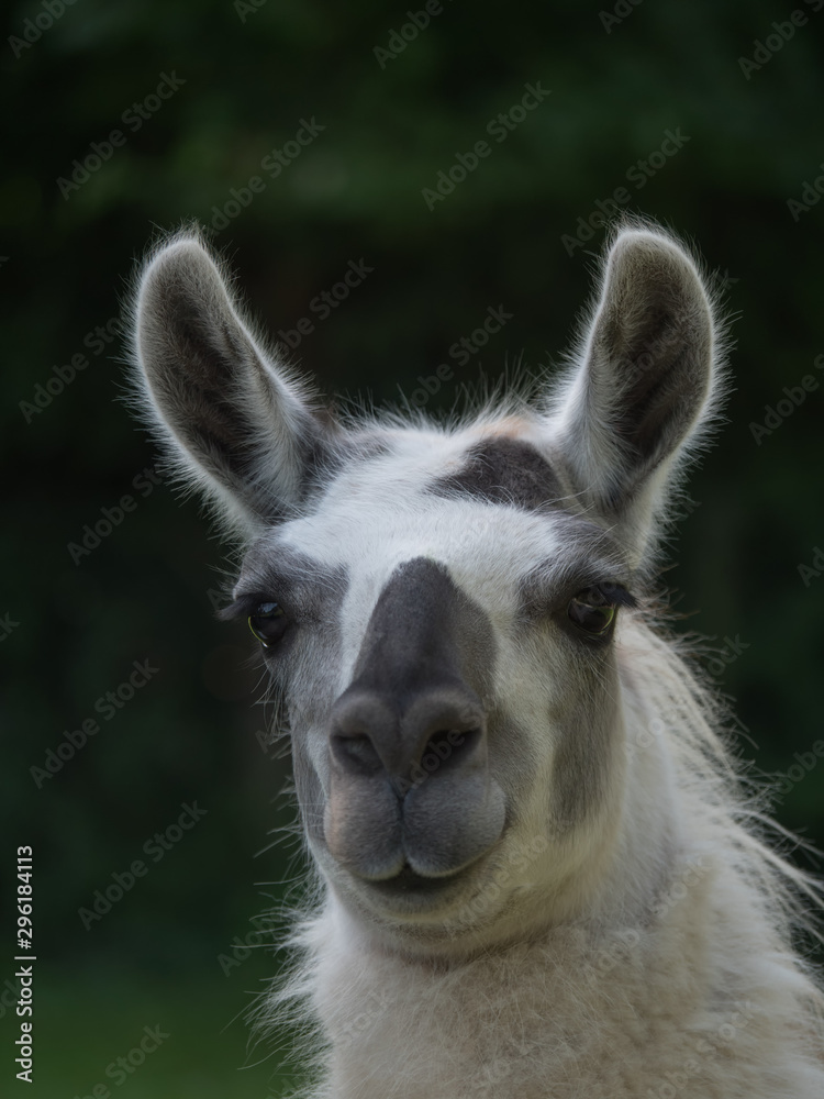 Portrait eines schwarz weißen Lamas, Nahaufnahme