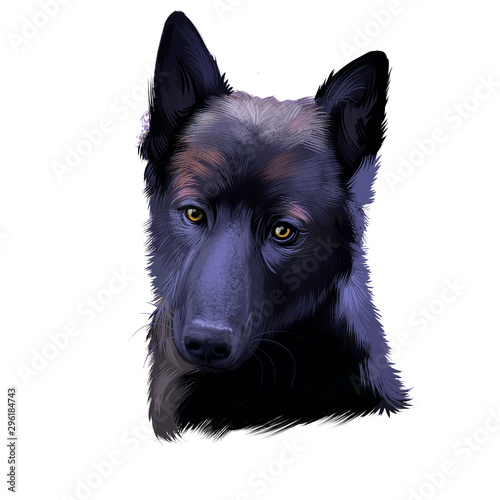 Black Norwegian Elkhound, Norsk Elghund Svart dog digital art illustration isolated on white background. Norwegian origin hunting dog. Cute pet hand drawn portrait. Graphic clip art design photo