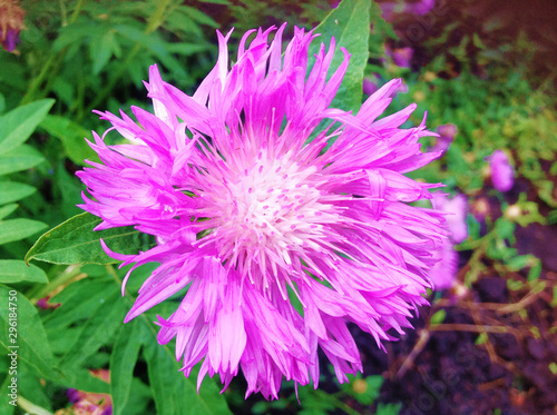 Pink flower cornflower