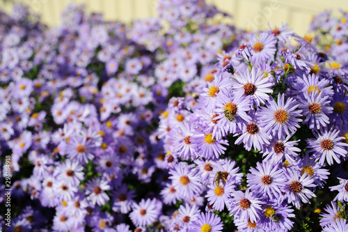 Aster shrub, a lot of small purple autumn flowers, bee collects nectar from the Bush