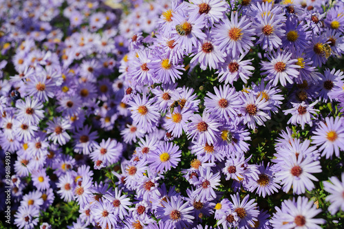 Aster shrub, a lot of small purple autumn flowers, bee collects nectar from the Bush