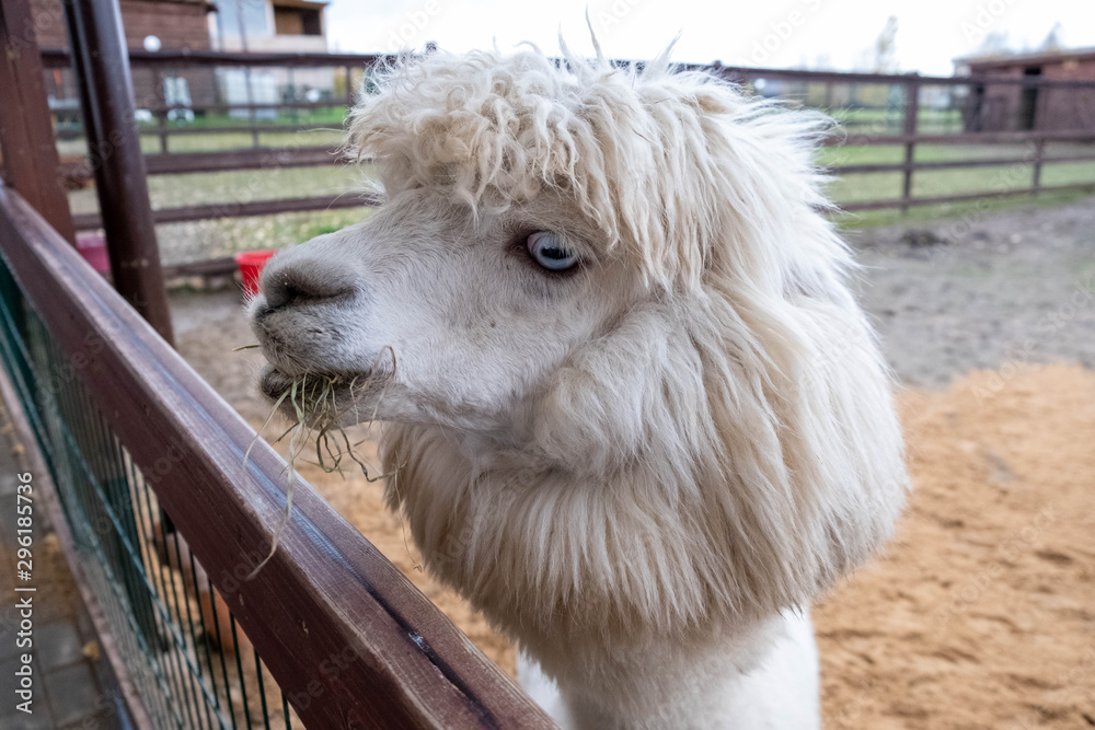 Wool farm with funny cute animals - alpaca Wool farm with funny cute animals - alpaca