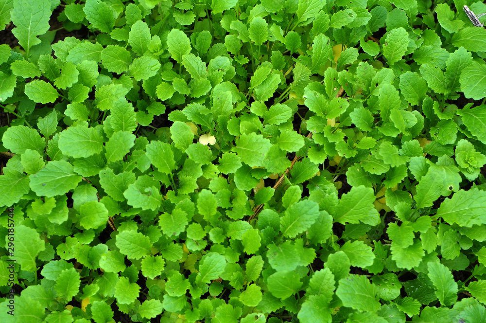 Mustard sprouts grown for organic fertilizer Mustard sprouts grown for organic fertilizer