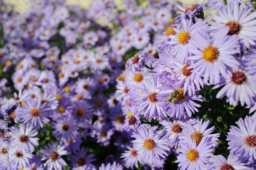 Aster shrub, a lot of small purple autumn flowers, bee collects nectar from the Bush