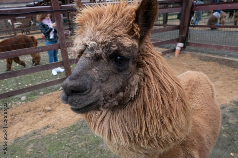 Fototapeta premium Wool farm with funny cute animals - alpaca