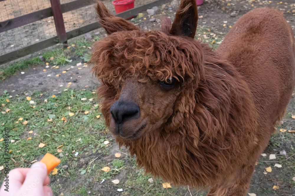Obraz premium Wool farm with funny cute animals - alpaca