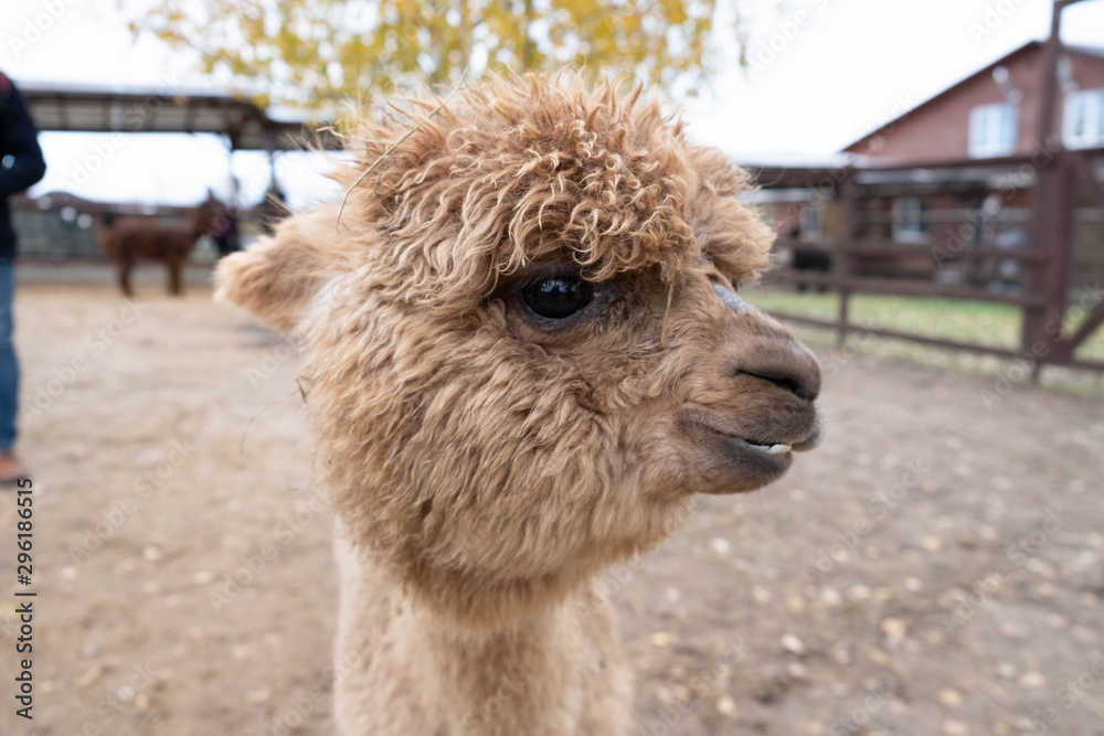 Wool farm with funny cute animals - alpaca