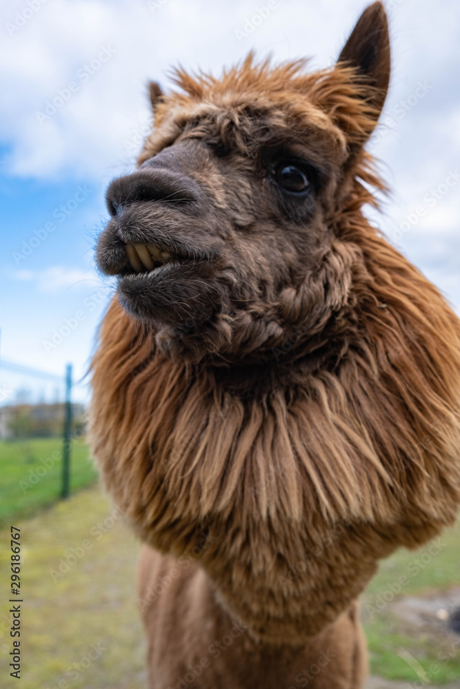 Fototapeta premium Wool farm with funny cute animals - alpaca