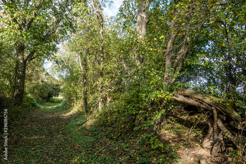 Hohlweg im Kraichgau