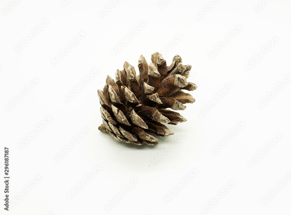 Pine cone isolated on white background. Pine cone isolated on white background.