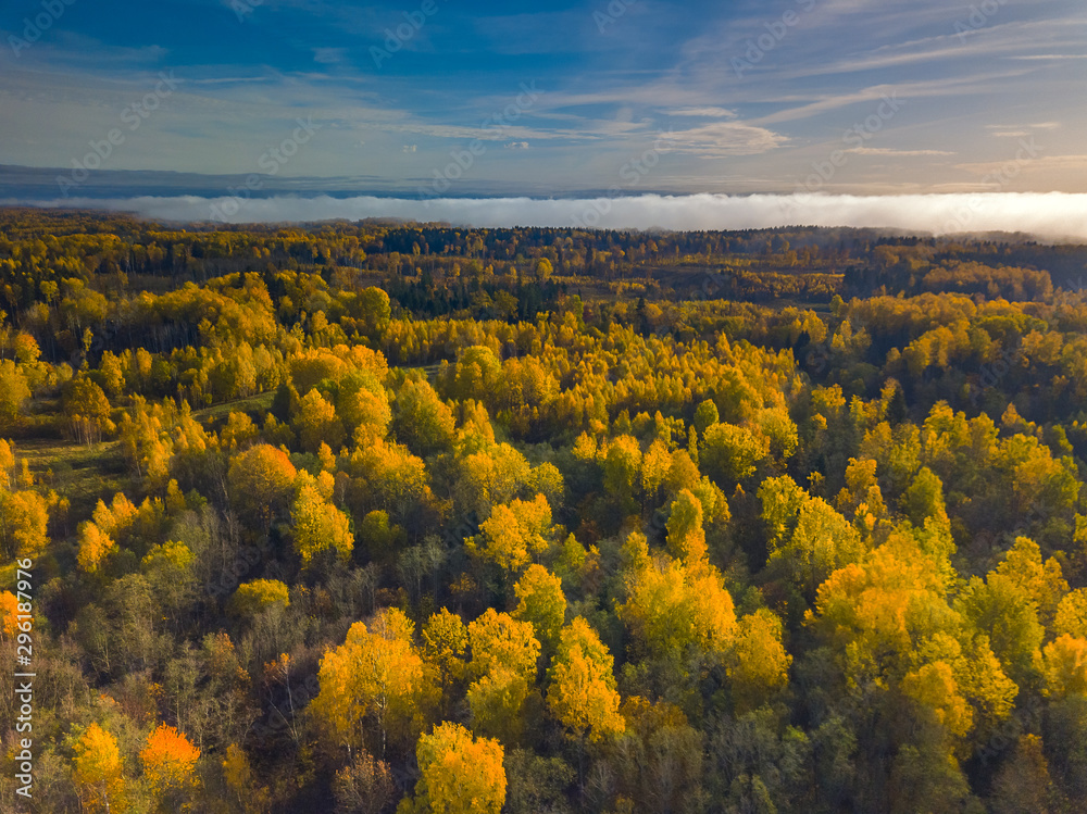 Aerial Drone view of yellow top of the forests at Autumn