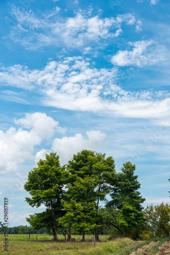 Landscape with a leafy tree in a farm field in Colombia.