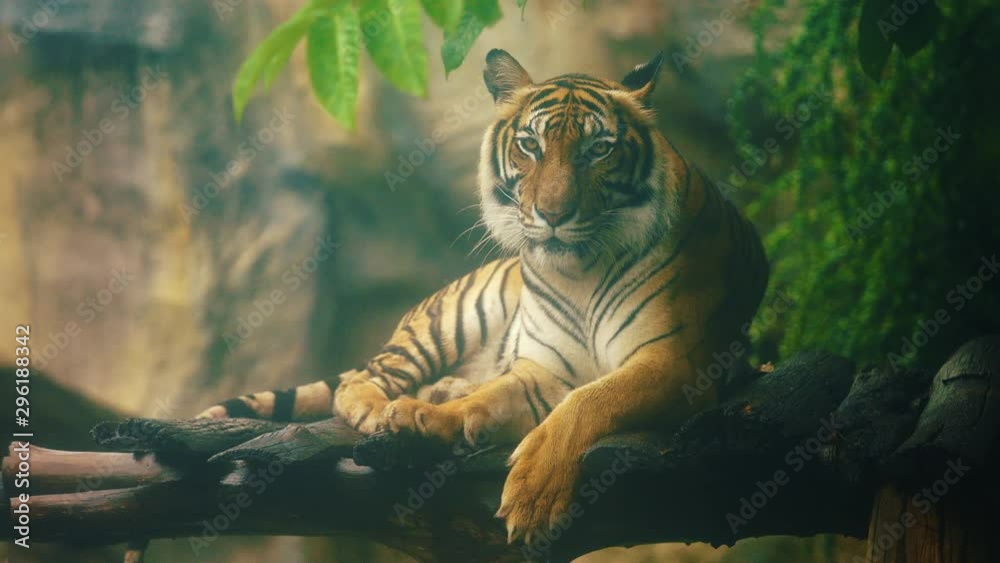 bengal tiger resting in the forest 