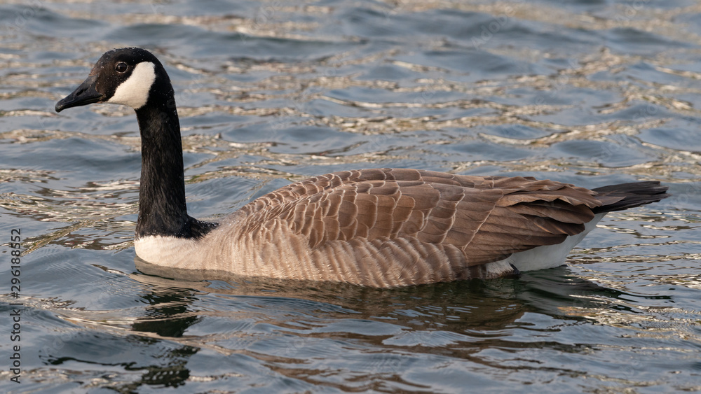 Obraz premium Swimming Canada Goose