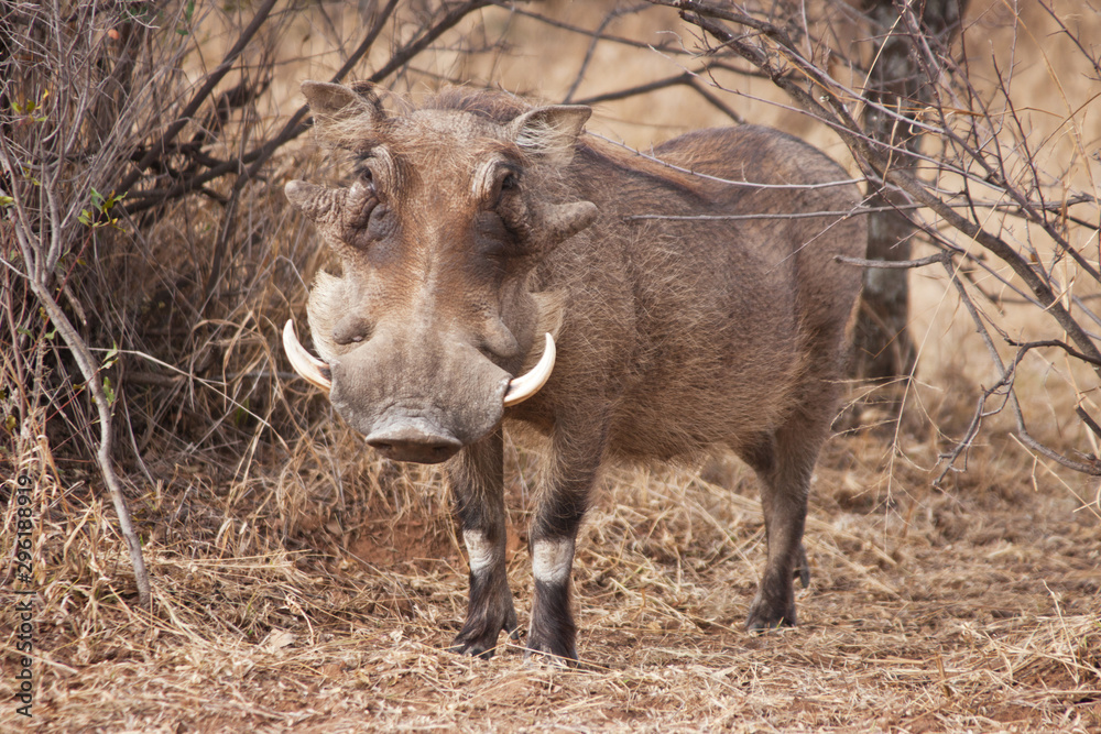 Warthog in the bush Warthog in the bush