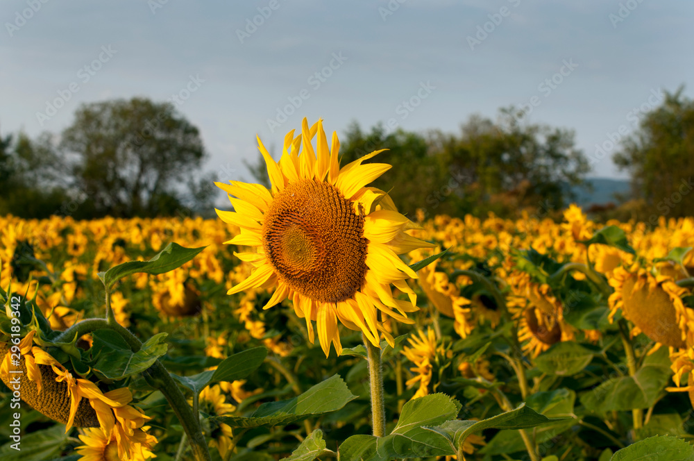 bright sunflowers on a large field on a sunny day bright sunflowers on a large field on a sunny day
