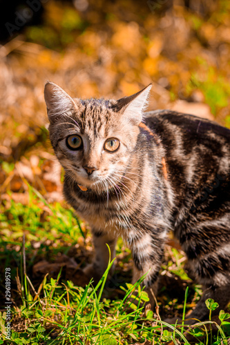 Wallpaper Mural Domestic cat for a walk in the autumn park. Home pet. Cat and autumn. Bengal cat kitten. Torontodigital.ca