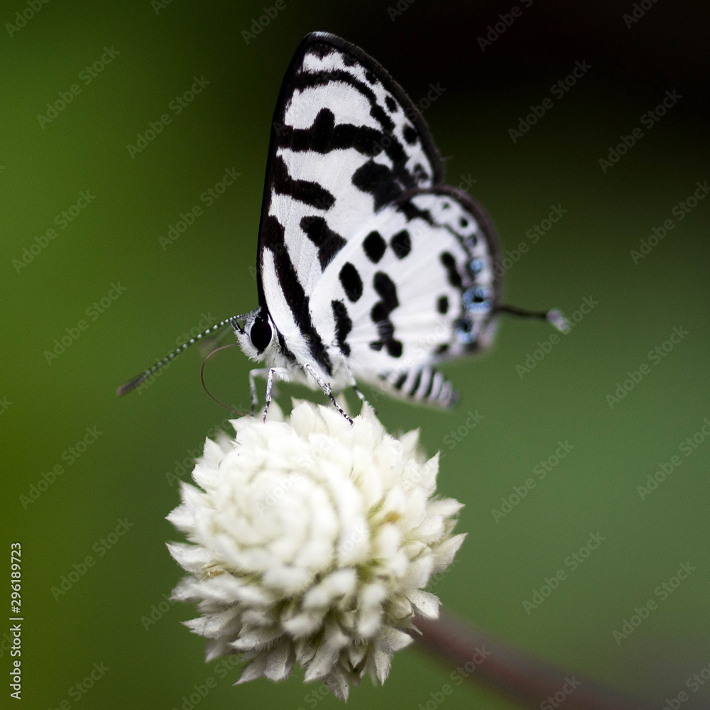 Obraz premium Butterfly