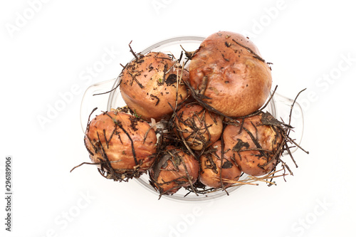 Suillus mushrooms in a transparent glass bowl isolated on a white background. Armful of dirty, unpeeled, butter fungi. Top view photo