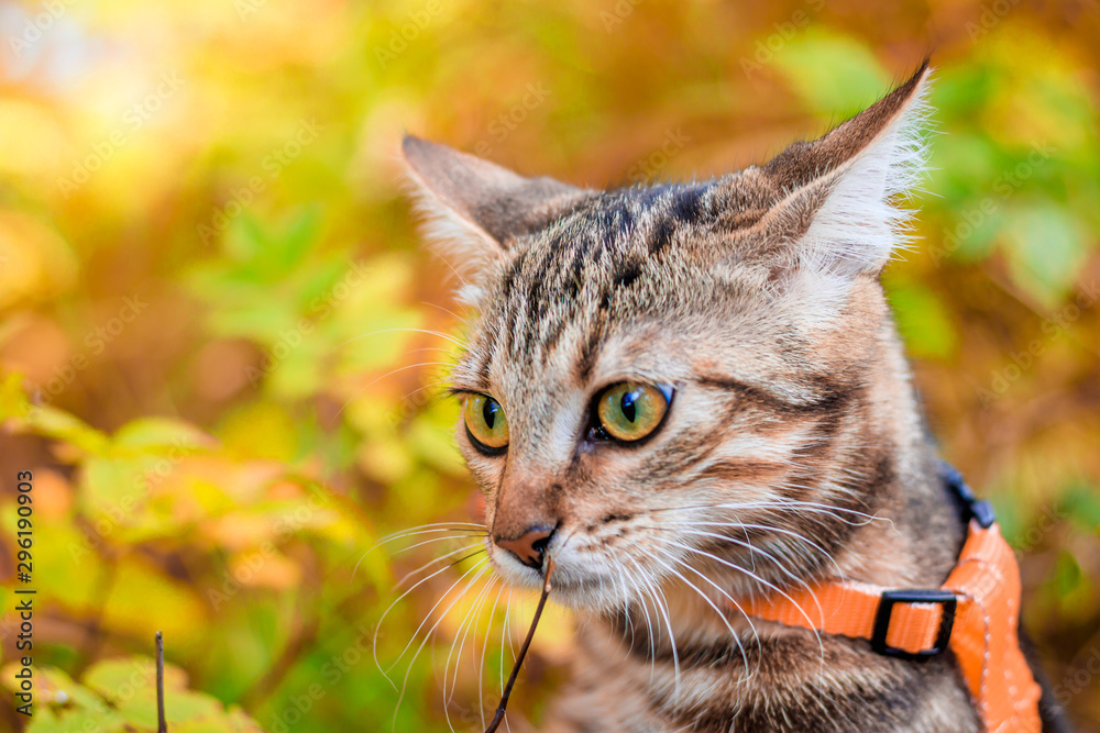 Domestic cat for a walk in the autumn park. Home pet. Cat and autumn. Bengal cat kitten.