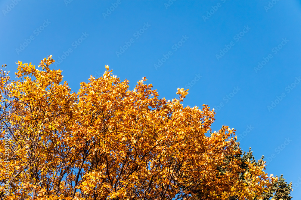 Oak branches with yellow leaves in autumn against a blue sky