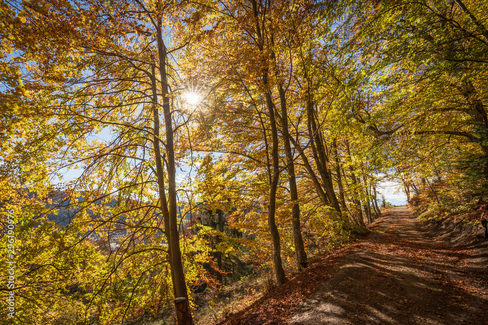 Landschaft im Herbst mit Wald bei strahlendem Sonnenschein