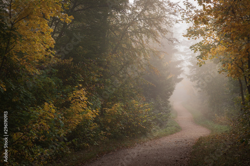 Herbstwald im Nebel