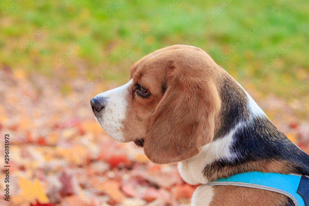 Beagle girl on a walk in the autumn park. Beautiful little dog. Home pet.