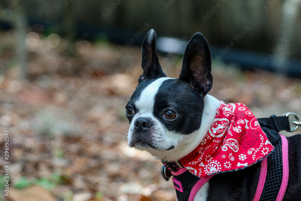 portrait of a dog / boston terrier 
