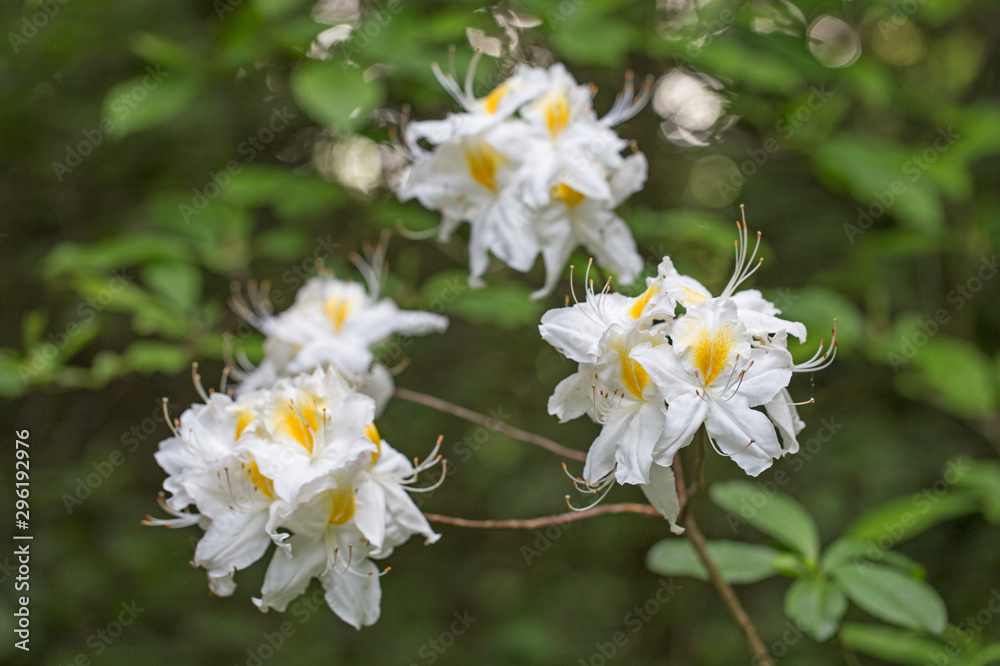 Elegant two-tone flowers Rhododendron (azalea) with a beautiful bokeh in the evening art light. Blooming yellow-white Rhododendron (Azalea). Yellow and white azalea flower, in full bloom. Elegant two-tone flowers Rhododendron (azalea) with a beautiful bokeh in the evening art light. Blooming yellow-white Rhododendron (Azalea). Yellow and white azalea flower, in full bloom.