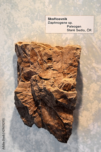 Fossil leaves of prehistoric cinnamon tree.