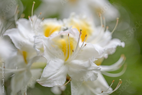 Elegant two-tone flowers Rhododendron (azalea) with a beautiful bokeh in the evening art light. Blooming yellow-white Rhododendron (Azalea). Yellow and white azalea flower, in full bloom.