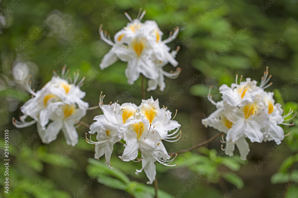 Elegant two-tone flowers Rhododendron (azalea) with a beautiful bokeh in the evening art light. Blooming yellow-white Rhododendron (Azalea). Yellow and white azalea flower, in full bloom. Elegant two-tone flowers Rhododendron (azalea) with a beautiful bokeh in the evening art light. Blooming yellow-white Rhododendron (Azalea). Yellow and white azalea flower, in full bloom.