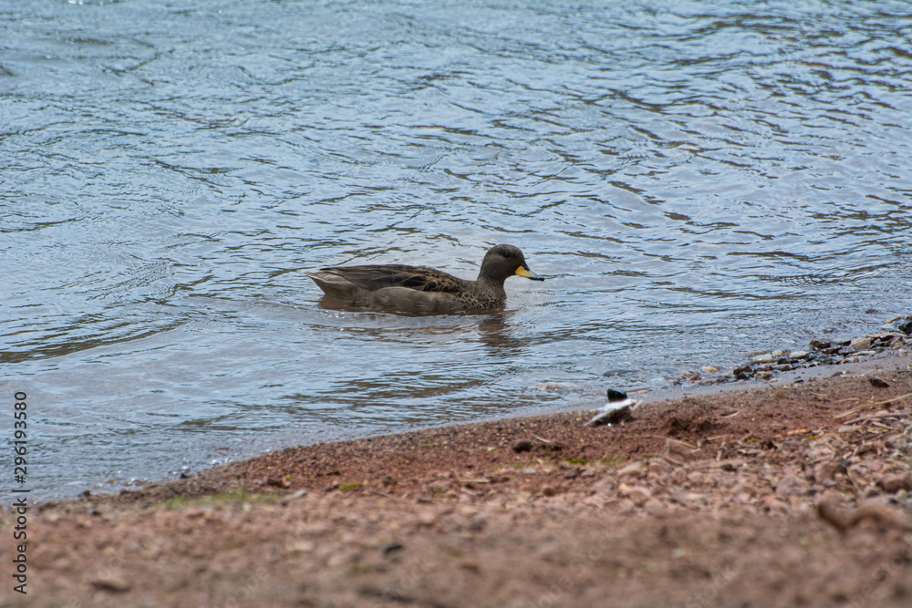 pato silvestre