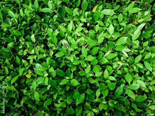 Green leaf abstract background © meen_na