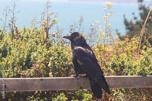 starring crow